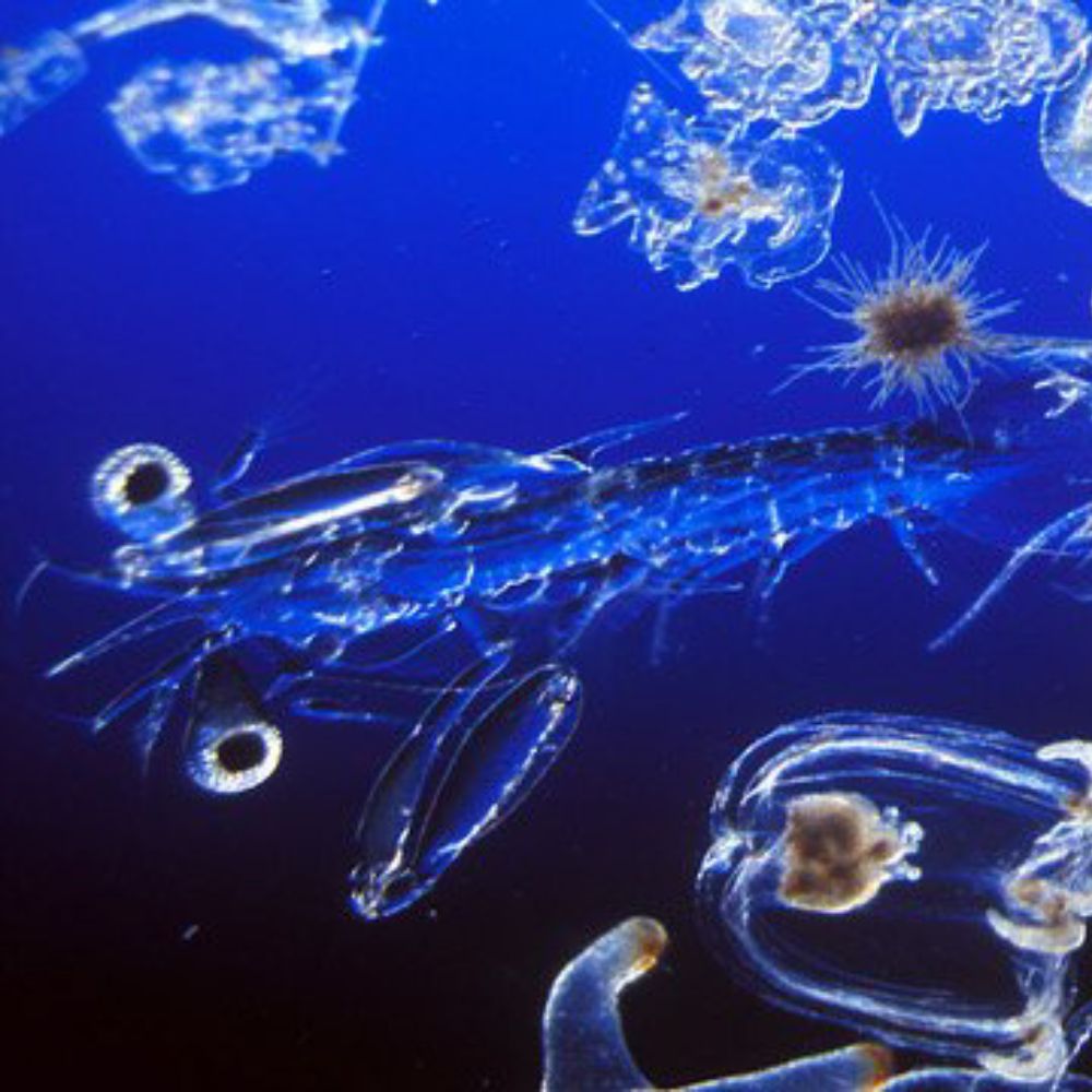 🦠Plankton