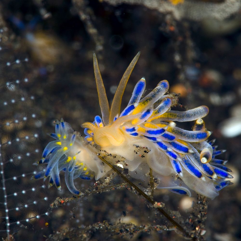 🐌Nudibranchs